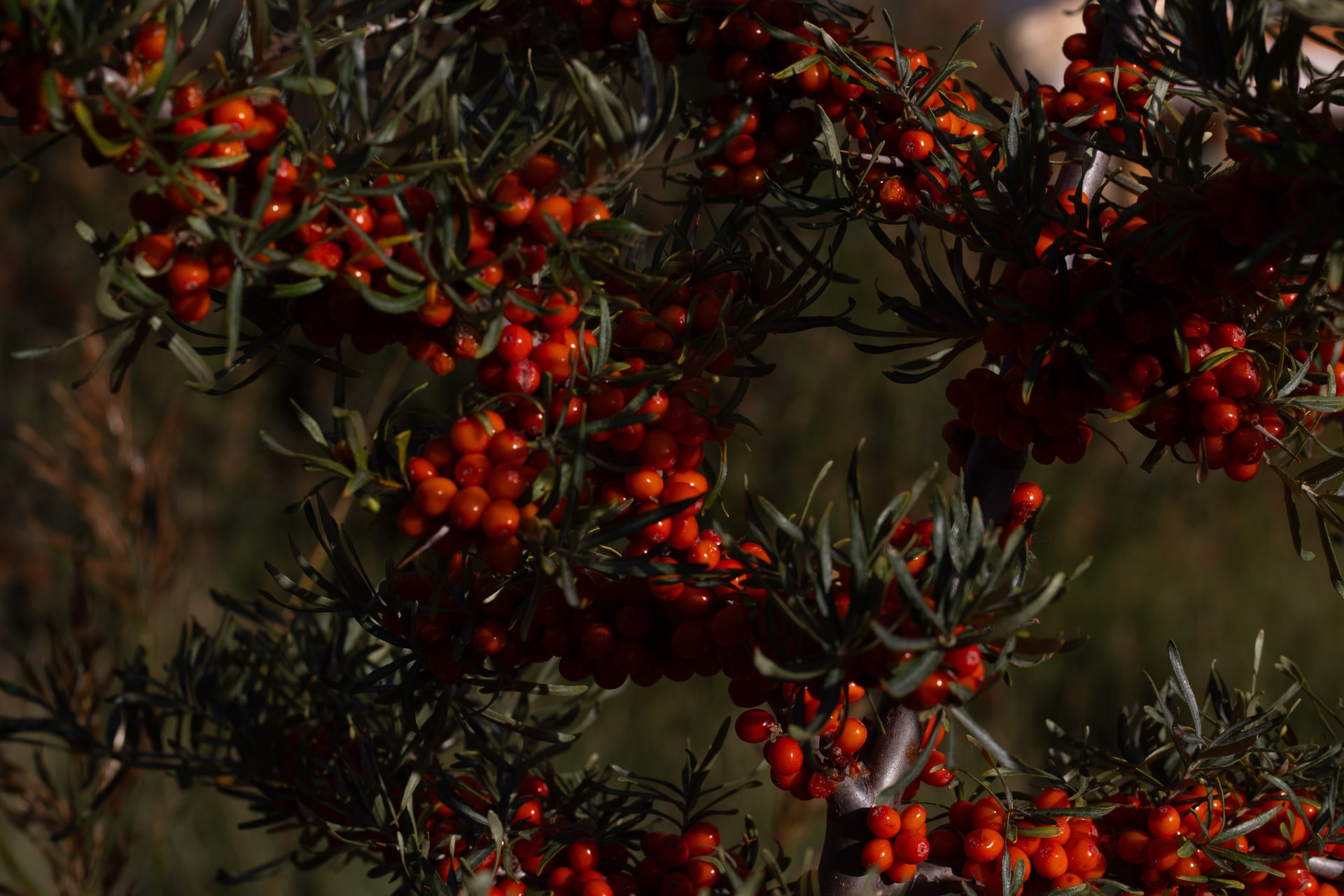 Seabuckthorn at September Harvest